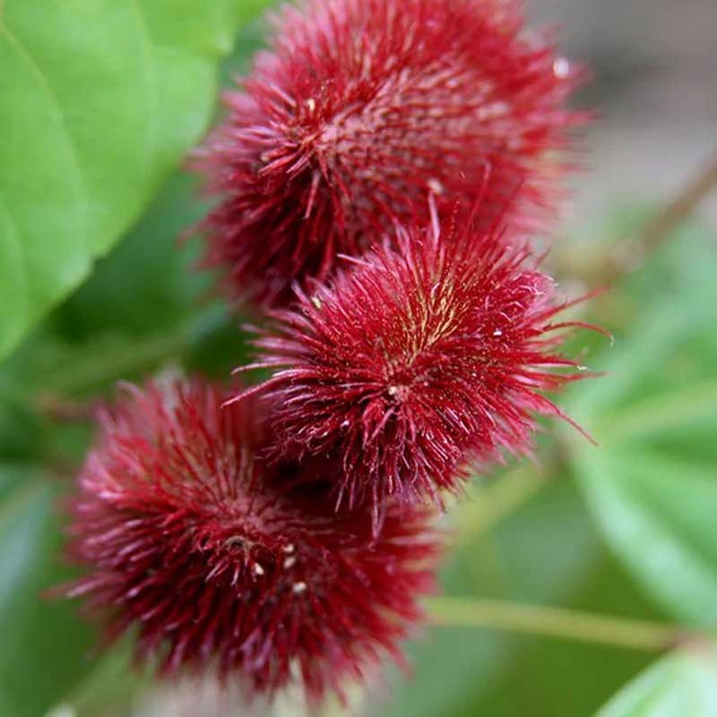 Achiote Planta 3